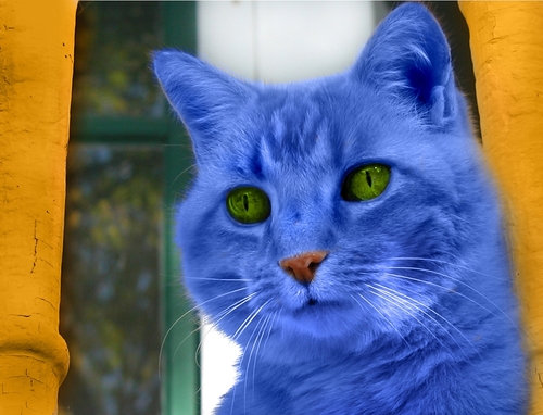 I am a blue alien cat with shape shifting, time phasing,& healing powers. Captain of the Phoenix Timeship