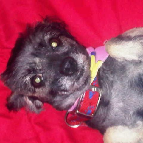 dlolli2532's profile picture. 