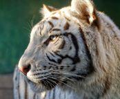 ipex39's profile picture. 