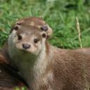 Sven Wolf - @svenwolf42 - Twitter