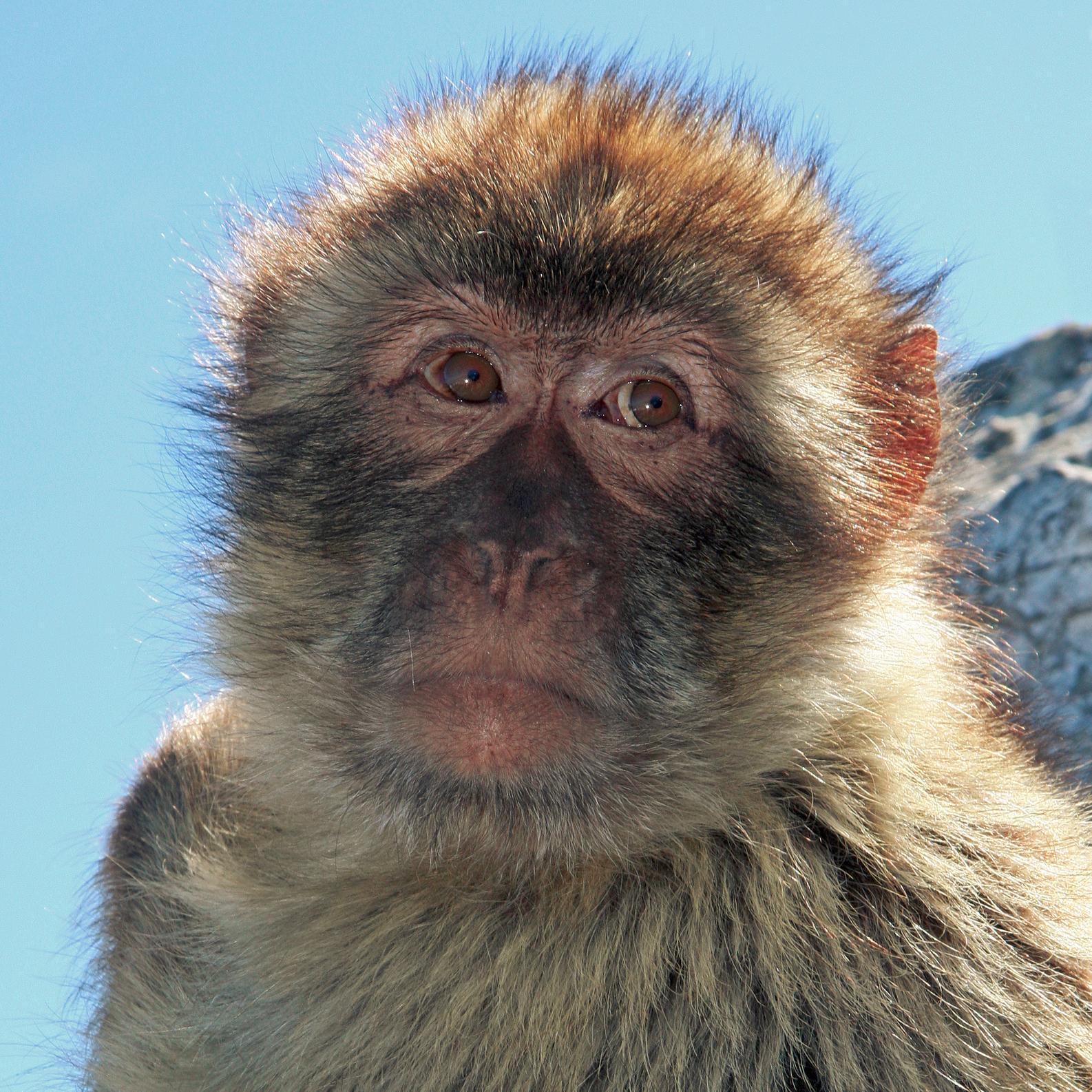 One family's experience of living in Gibraltar.