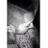 leognvip's profile image