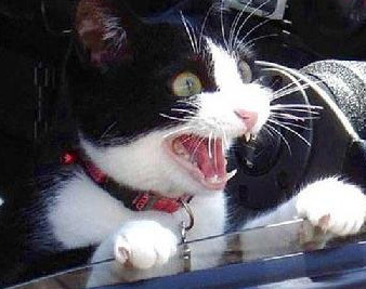 talkingcat's profile picture. First Completed Novel on Twitter - Cowboy by my late wife. She passed in 2007 never getting the chance to finish her dream. #WeArePeriscope