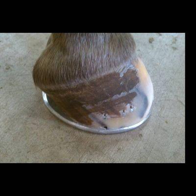 podietryoequine's profile picture. full time farrier and inventor of The Original Cinch Hook