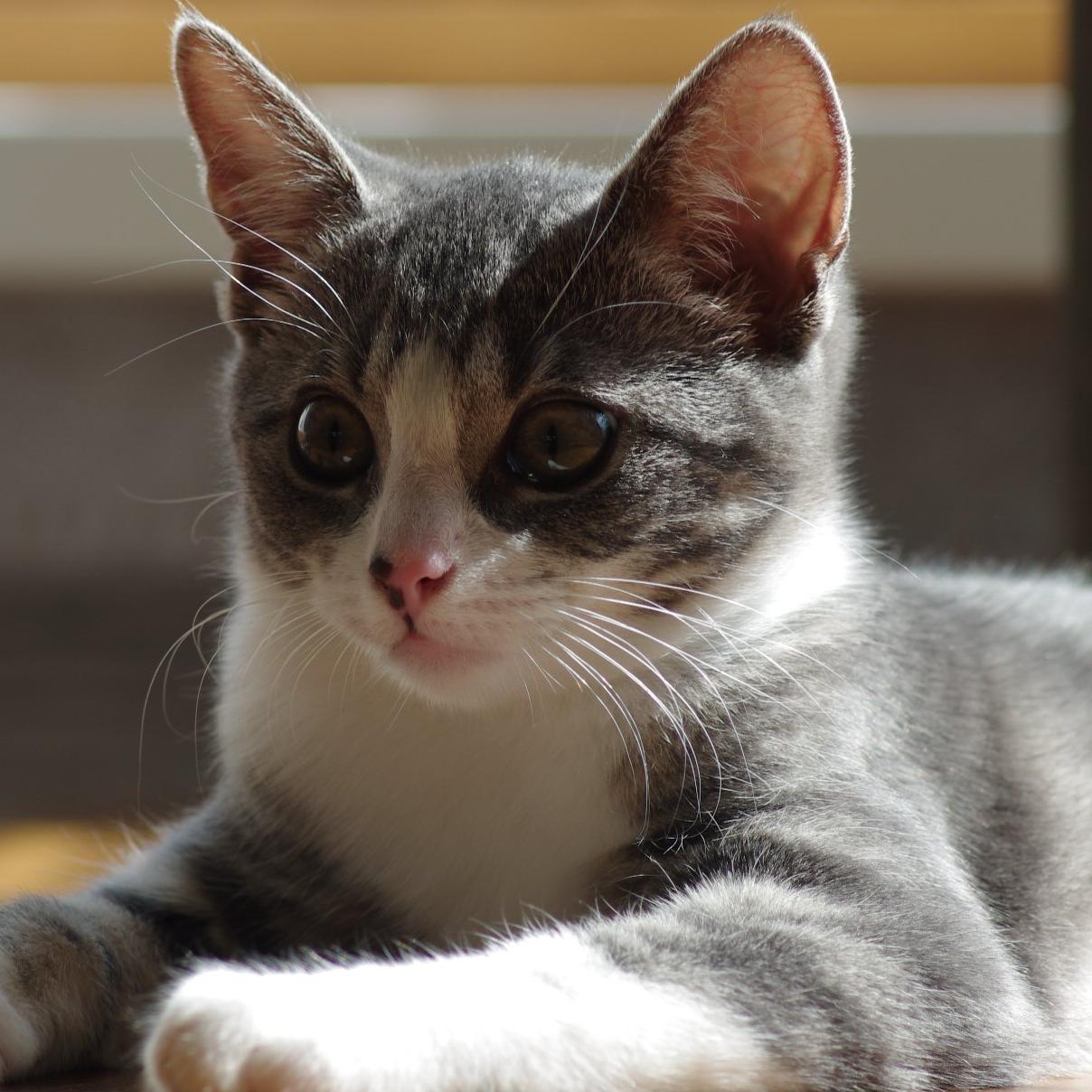 textart4all's profile picture. 