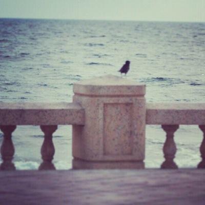 مجرد انسان