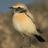 shadi624's profile image