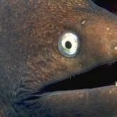 balaclava83's profile picture. 