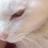 Zincalloy123's profile image