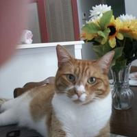Ann Moslowitz & Sky (@snickersmommie) 's Twitter Profile