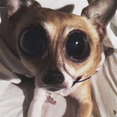 cleopuppy's profile picture. chihuahua x jack russell || july 28 || GIRL