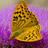 ojh27604350's profile image