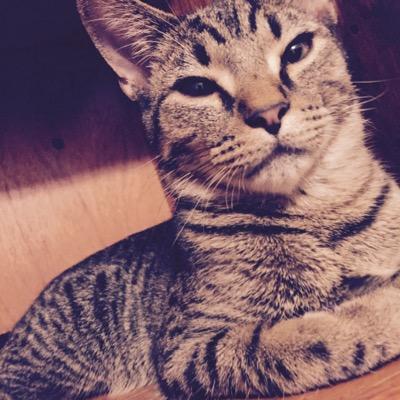 jakey_the_kitty's profile picture. I'm a fun loving kitty just wanting to be pet