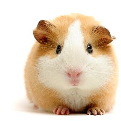 RRross9's profile picture. 