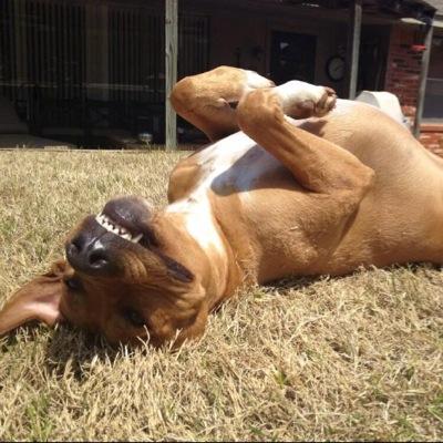 akaMrWiggles's profile picture. Rhodesian Ridgeback rescue dog. 
Wigglin' is how I roll!  I excel at snuggling. I like ice cream and kickin' it at the dog park with my big sis Mali.