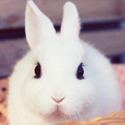 しろすけ