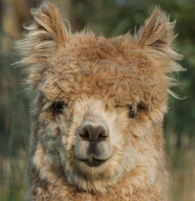 Overnachtingen bij Alpaca IJsseldelta logies, kijk op www,alpacaijsseldelta.nl