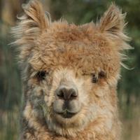 Alpaca IJsseldelta(@AlpacaIJssel) 's Twitter Profile Photo