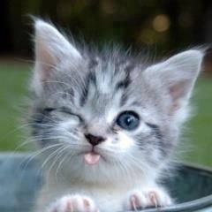 笑いあり、涙あり、感動ありの画像を取りまとめました。