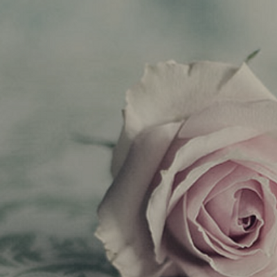 mmtulipmm's profile picture. 