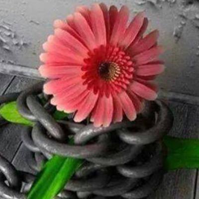 لو أطلعتم على الغيب لأخترتم الواقع /. الحمدلله /انا دمي فلسطيني