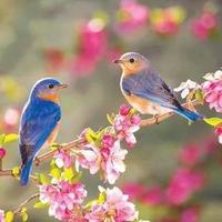 أ/فيصل الشريف (@fefoo32) 's Twitter Profile