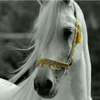 ‏‏لبيه يالغلباء ولبيه ياسبيع لبيه يافخرا على طول اعيشه