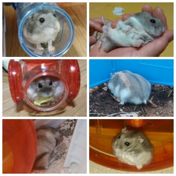 수세미/ 유기동물부터 입양합시다さんのプロフィール画像