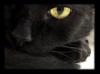 Gata Arteira de muita sorte! I'm a lucky black Cat! Bonecas artesanais
feitas com carinho e algodão.