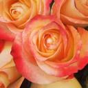 Els Manning - @elsmanning1 - Twitter