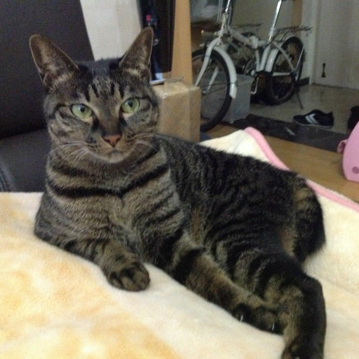 uriroun's profile picture. 사람자식 여울이 고양이자식 양순이 호순이 하랑이