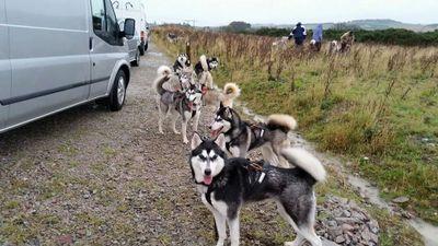 Siberian husky racing kennel