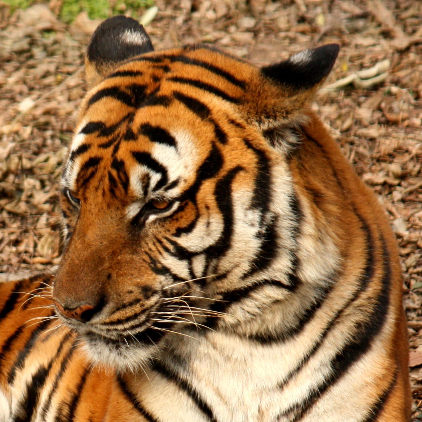 Какой тигр сильнее. Южно-китайский тигр. Какого цвета тигр. Какого цвета бывают тигры. Южно китайский тигр фото.