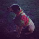 Dylan Holley - @BoarHunter73 - Twitter