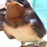 ルンルン (@lumlum_silvia) 's Twitter Profile