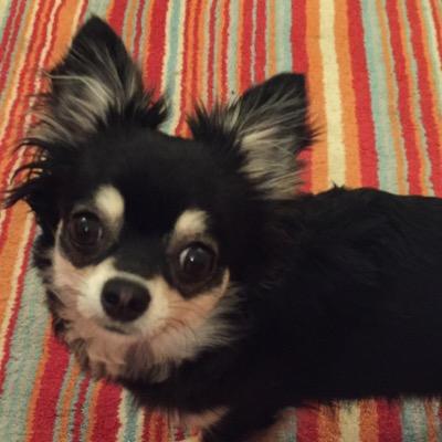 I am 14 months old around 6 in tall and 3 in wide I have long black hair trimmed in all the right places by my humans. I can run like the wind I love cuddles