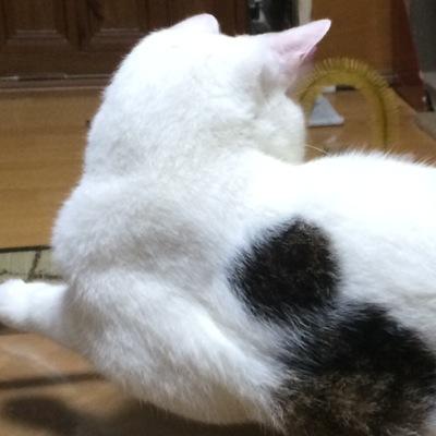 アスペルガー症候群のクローン病患者で、大抵のテストであなたは早死にしますと判定される人です