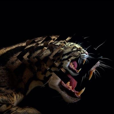 Darius_wil1's profile picture. Just another person trying to write something of significance in his bio.