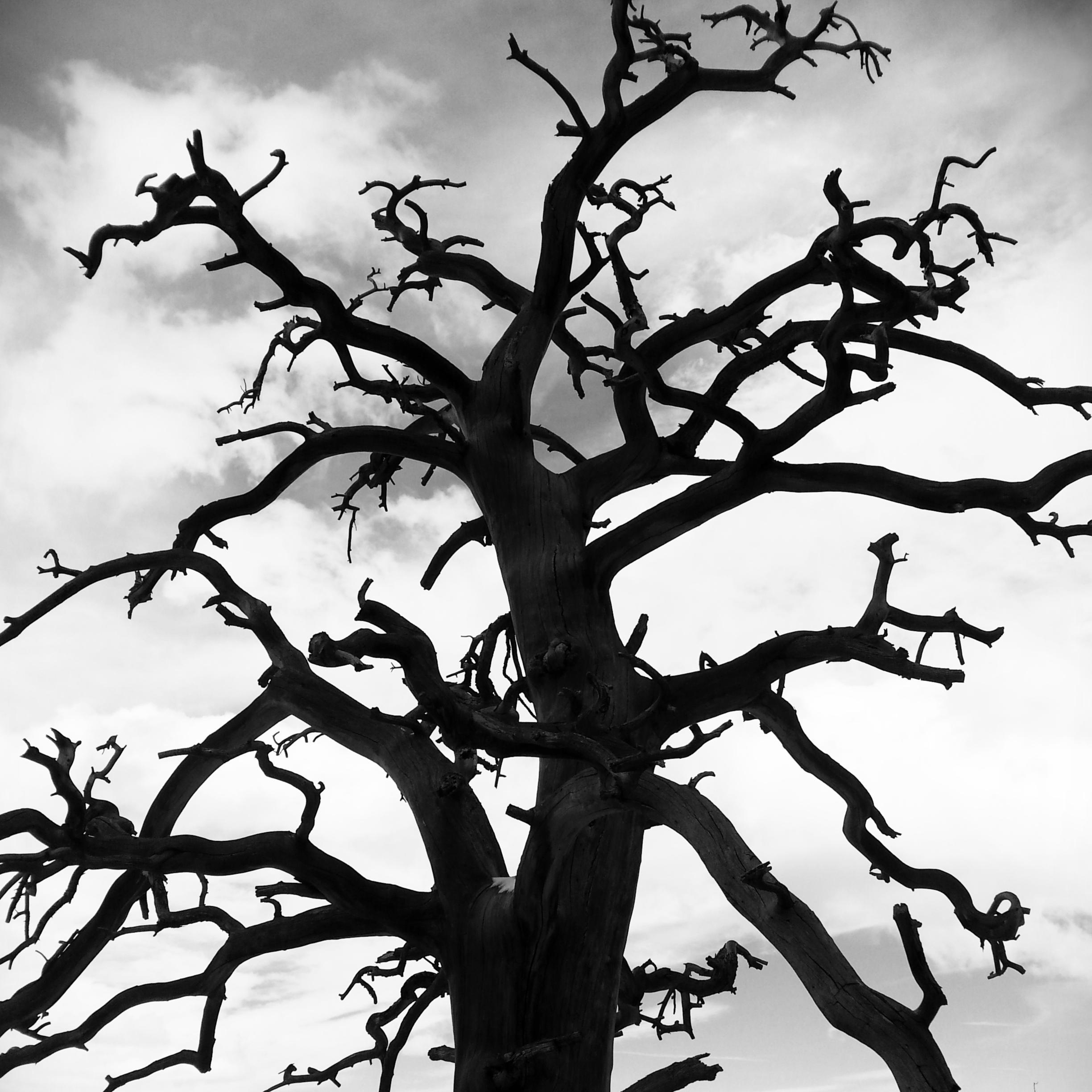 Lone_Oak_Photo's profile picture. Explorer, photographer, adventurer, I want to see what everyone else can't