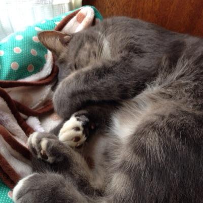 基本ふぁぼとRTです。脊髄反射でRTしているのでRT多めです。