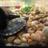 squishydaturtle's profile image