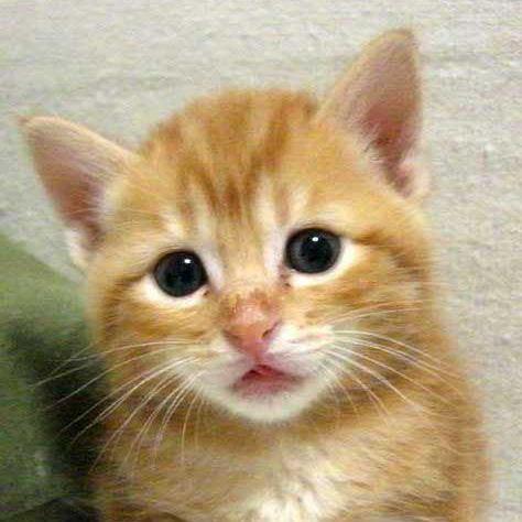 mOeMoe_nyanko's profile picture. 癒しの猫ちゃんたちあつめました。