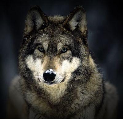 //#NorthStarPack//Lone Wolf//He can feel others their feelings//#Mated to @SecretiveMinx //Dad of three.//#AnyRP//