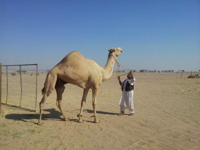 SAMi_AL_Arwi's profile picture. المملكة العربية السعودية - محافظة ينبع