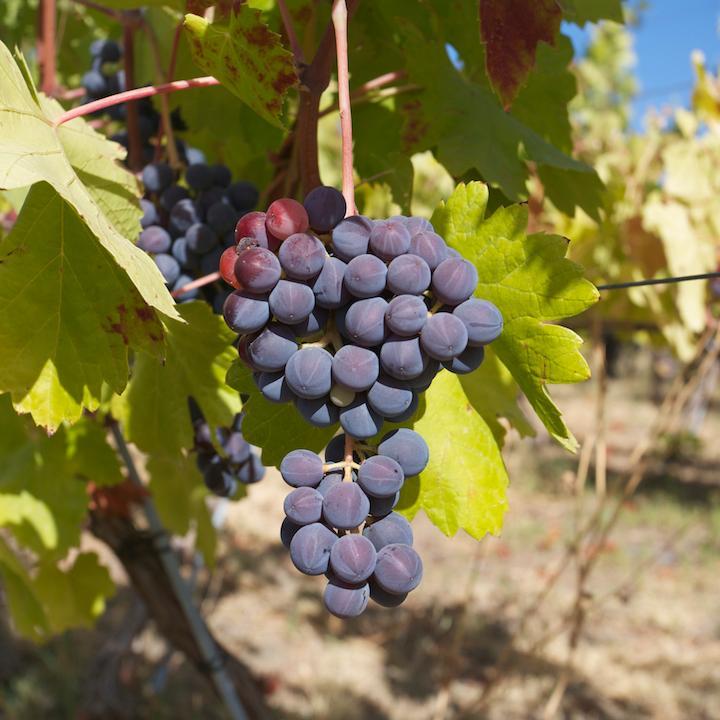 En plena serranía de Ronda, en un marco incomparable de encinas centenarias, nacen los vinos de variedades autóctonas de finca la Melonera!
