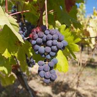 La Melonera (@bodegamelonera) 's Twitter Profile