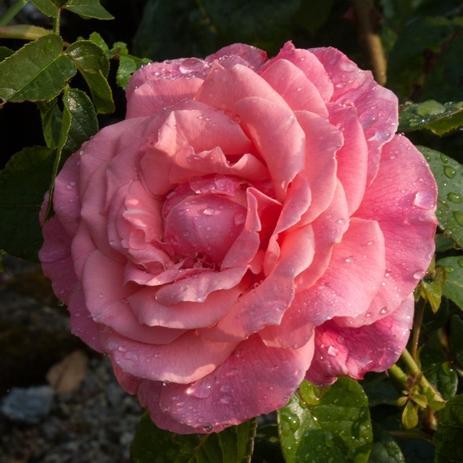 Plantsman, gardener and horticultural consultant.