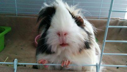 iamanthropic's profile picture. 