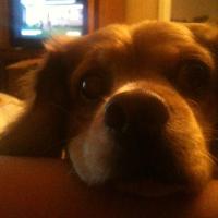 Joanna Rizzo (@jnr2289) 's Twitter Profile