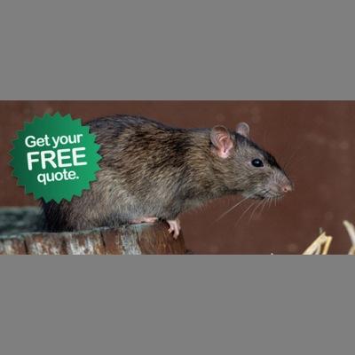 PestRural's profile picture. Careful shooters with fully legal equipment willing to remove pests such as rabbits, rats, pigeons, crows foxes etc
We do anytime day or night